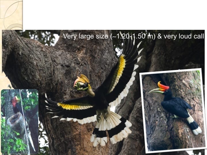 6th International Hornbill Conference, Dr. Vijak Chimchome, slide 9