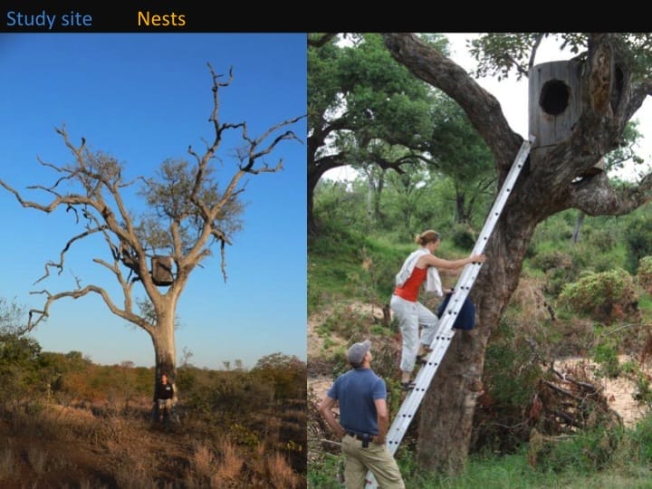 Kate Meares, 6th International Hornbill Conference, slide 9 Artificial nests are positioned between 3 and 9 m above ground in the forks of large trees. This to withstand heavy winds, elephants etc. Ideally nests should have suitable branches close to the entrance to allow for easy access by individuals (birds and humans!).  �