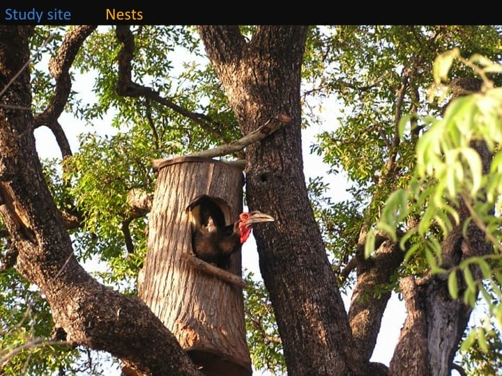 Kate Meares, 6th International Hornbill Conference, slide 10 We installed perches in front of the nest hole to allow the male to perch easily there and feed the female incubating inside. �