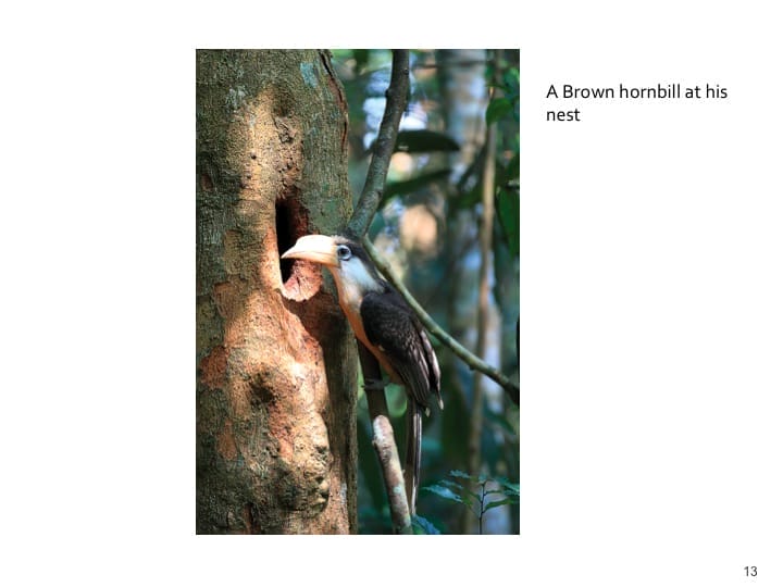 Dr. Woraphat Arthayukti, 6th International Hornbill Conference Manila, Philippines - Slide 13