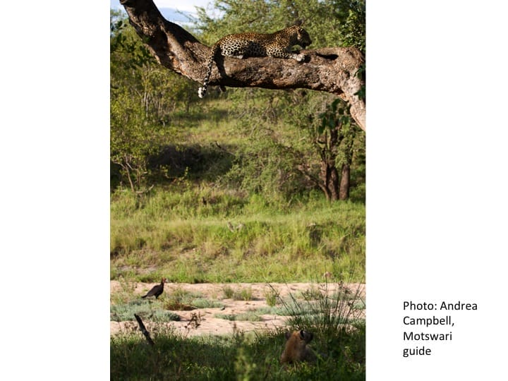 Kate Meares, 6th International Hornbill Conference, slide 18