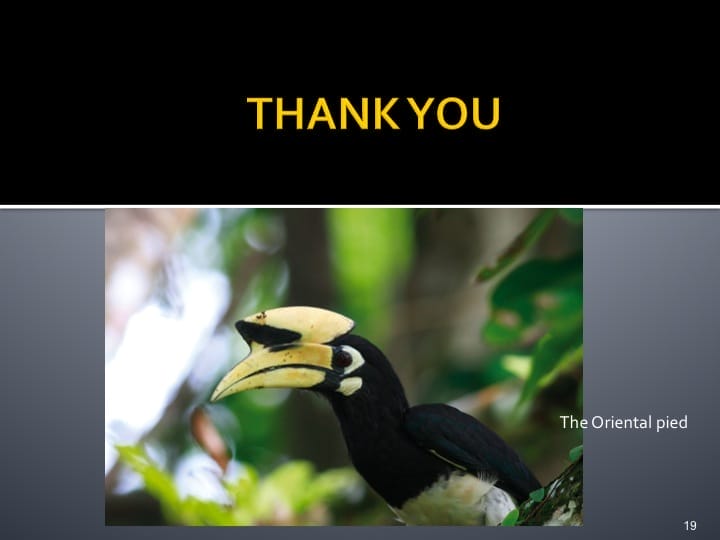 Dr. Woraphat Arthayukti, 6th International Hornbill Conference Manila, Philippines - Slide 19