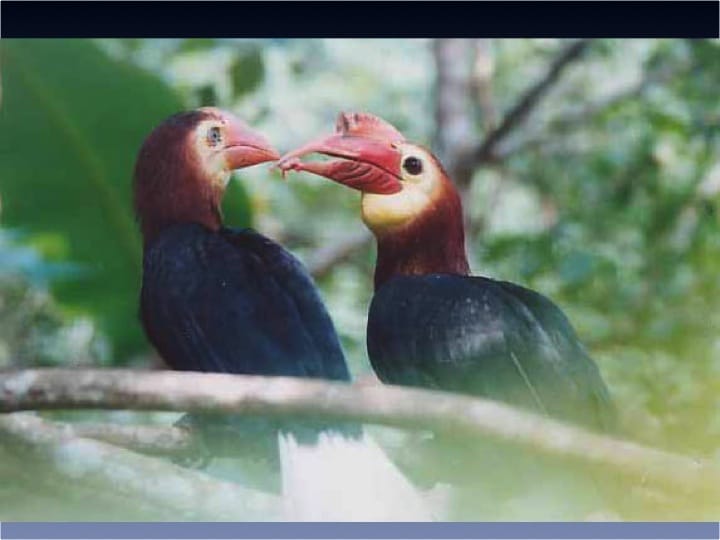 Dr. William Oliver,  6th International Hornbill Conference - Slide 23