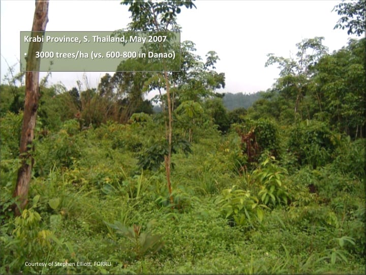 6th International Hornbill Conference, Dr. David Neidel, slide 28 This is a site in Krabi Province where we have established a small ANR experimental plot. This was the site in May 2007 and you can see there were plenty of tree stumps and tree seedlings already present. We cleared the site of herbaceous weeds, laid corrugated cardboard mulch around the base of each seedling/sapling and then applied fertilizer. Weeding and fertilizer appln were repeated a further two times during the rainy season. In November of the same year, just 6 months after treatments were started, the site had been transformed – canopy closure was already well underway. �