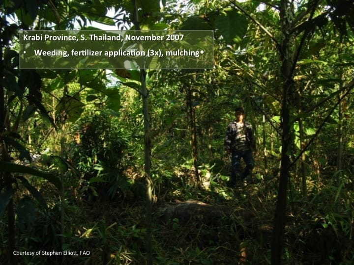 6th International Hornbill Conference, Dr. David Neidel, slide 30 This is a site in Krabi Province where we have established a small ANR experimental plot. This was the site in May 2007 and you can see there were plenty of tree stumps and tree seedlings already present. We cleared the site of herbaceous weeds, laid corrugated cardboard mulch around the base of each seedling/sapling and then applied fertilizer. Weeding and fertilizer appln were repeated a further two times during the rainy season. In November of the same year, just 6 months after treatments were started, the site had been transformed – canopy closure was already well underway. �