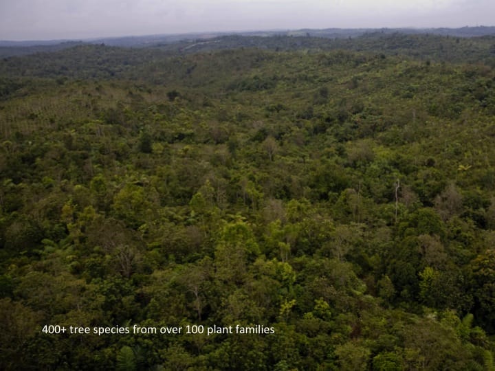 6th International Hornbill Conference, Dr. David Neidel, slide 35