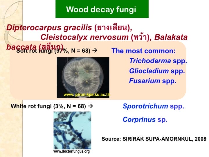 6th International Hornbill Conference, Dr. Vijak Chimchome, slide 37