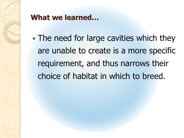 6th International Hornbill Conference, Dr. Vijak Chimchome, slide 39