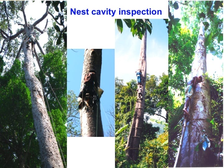 6th International Hornbill Conference, Dr. Vijak Chimchome, slide 42