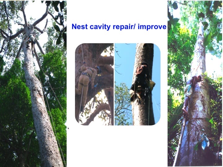 6th International Hornbill Conference, Dr. Vijak Chimchome, slide 44