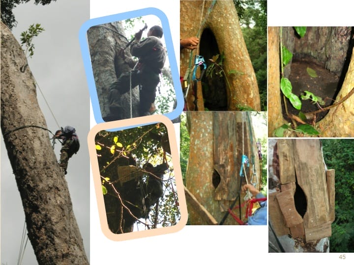 6th International Hornbill Conference, Dr. Vijak Chimchome, slide 45