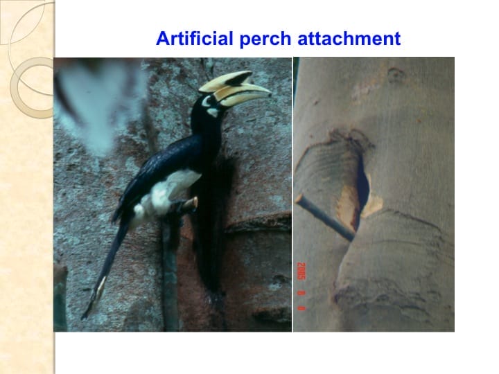 6th International Hornbill Conference, Dr. Vijak Chimchome, slide 47