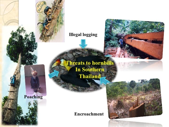 6th International Hornbill Conference, Dr. Vijak Chimchome, slide 50