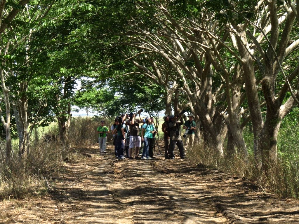 Birding along the road near the mayor's house. Photo by Maia Tanedo.