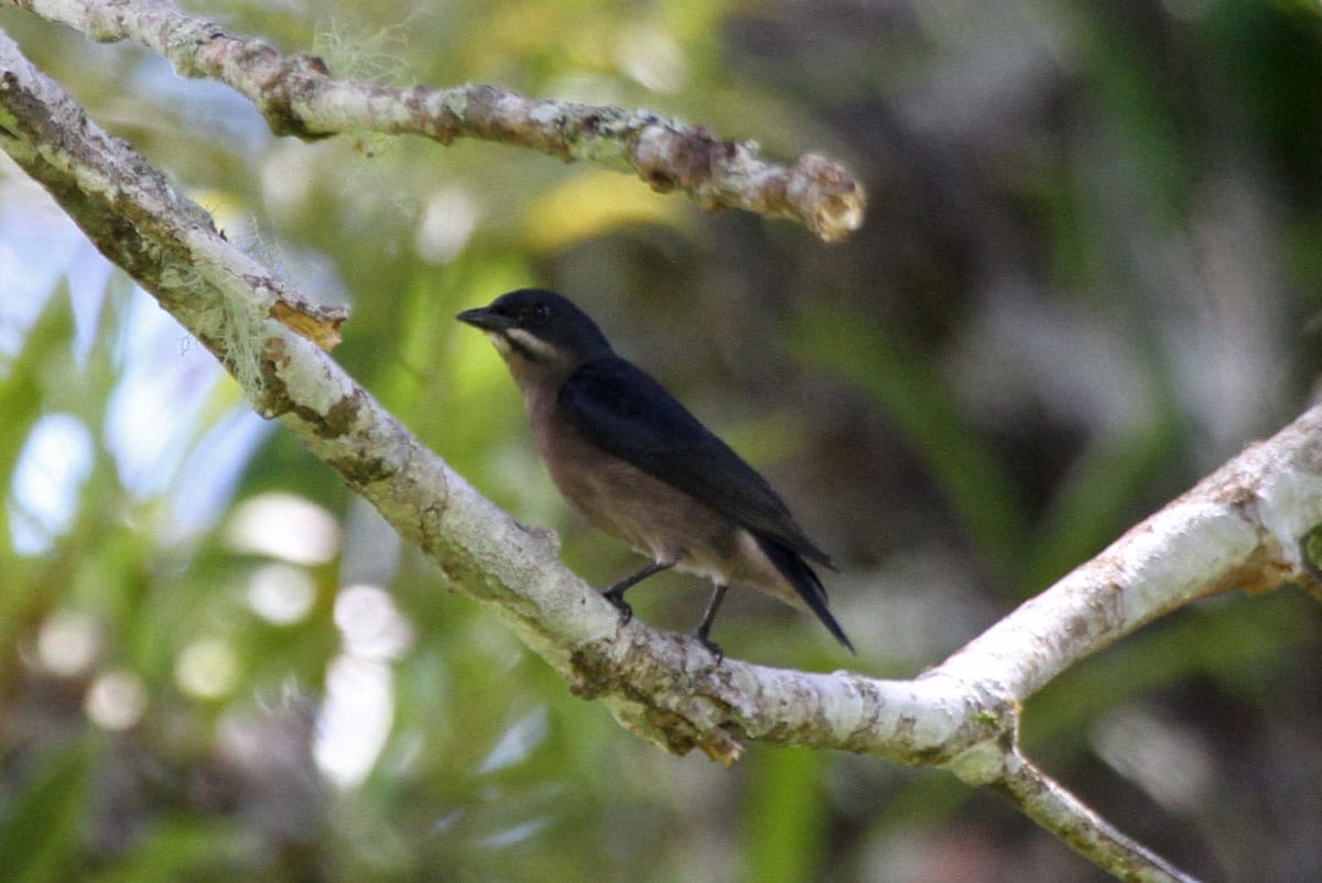 Whiskered Flowerpecker. Photo by Pete Simpson.