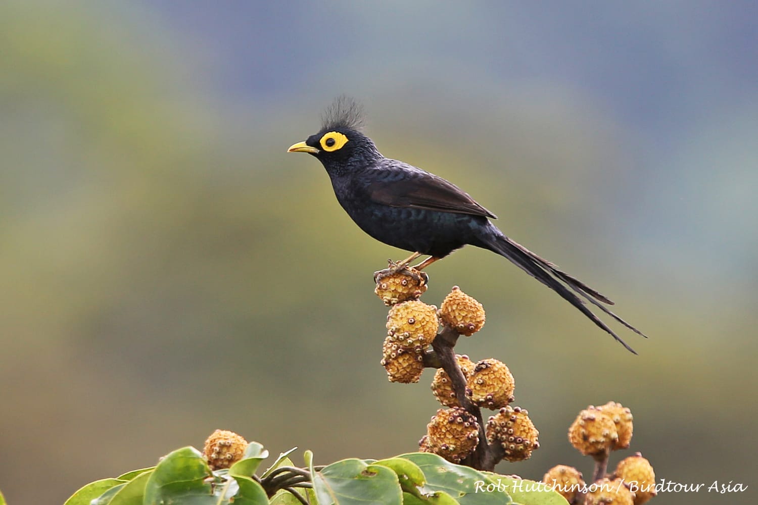 Apo Myna. Photo by Rob Hutchinson.