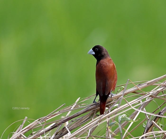 Chestnut Munia, the former Philippine National Bird