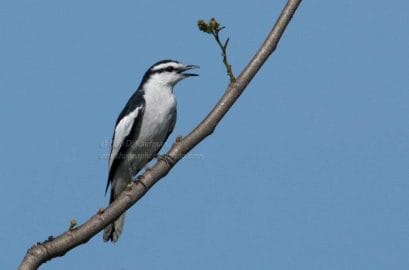 Keep an eye out for another black and white city bird, the Pied Triller. Photo by Bob Kaufman.