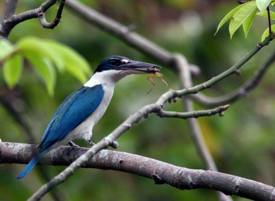 White-collared Kingfisher having a meal. Photo by Ixi Mapua.