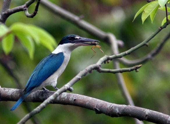 White-collared Kingfisher having a meal. Photo by Ixi Mapua.