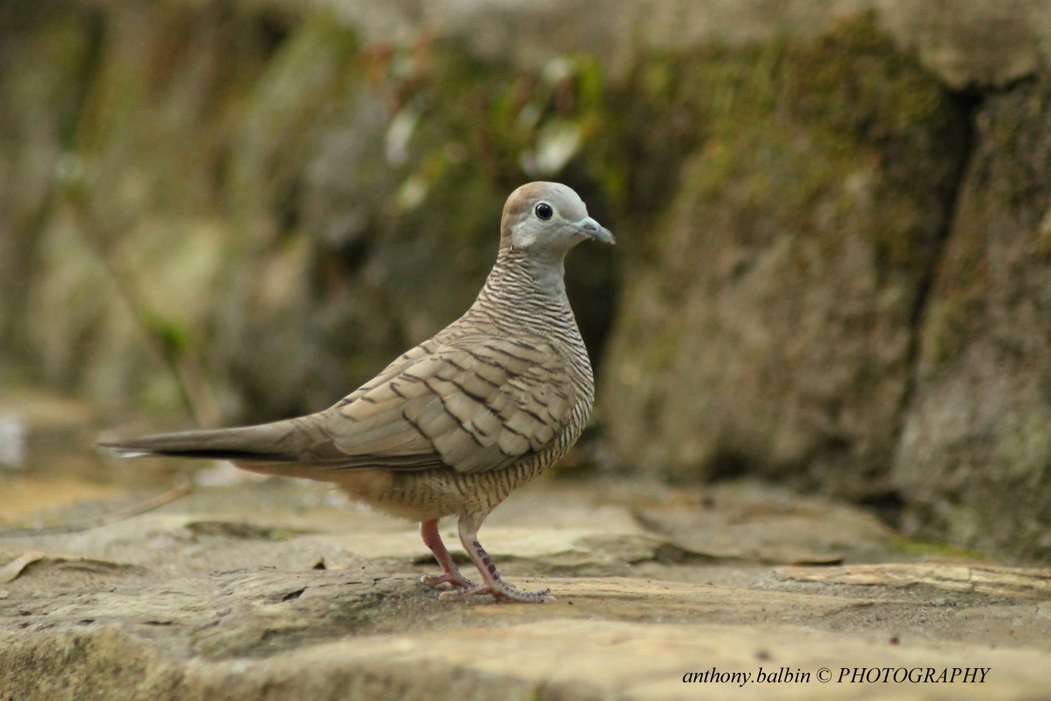 When you look at it closely, you'll see the fine markings on the Zebra Doves chest and body. Photo by Anthony Balbin.