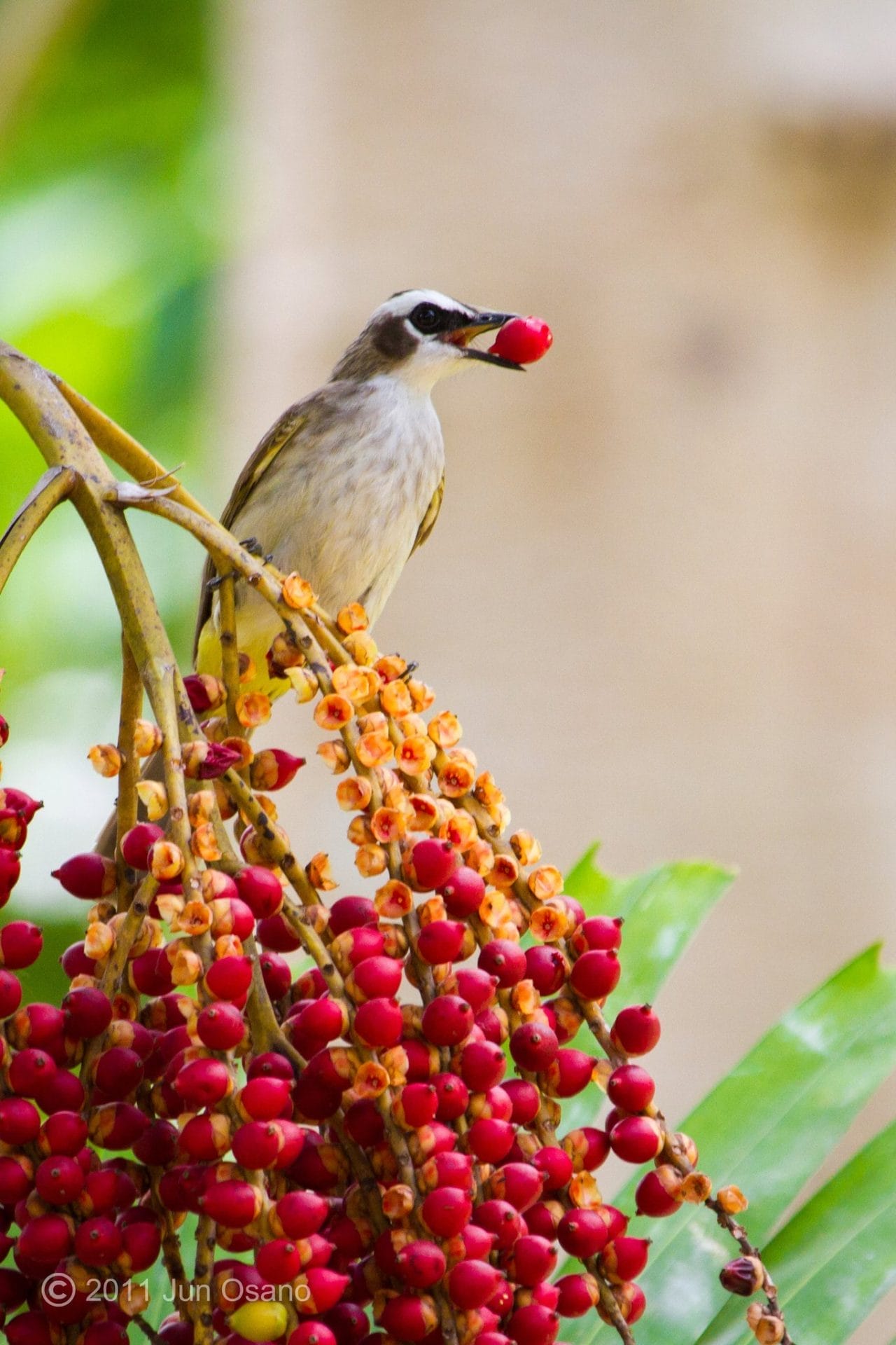 YVBs like feeding on ripe berries! Photo by Jun Osano.