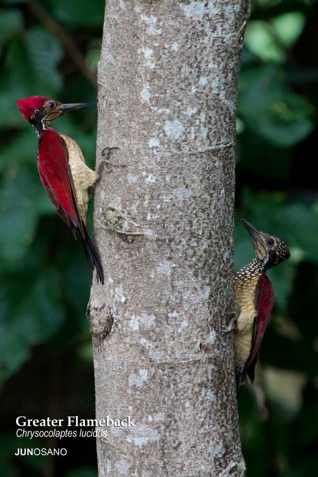 A pair of Greater Flamebacks looking a bit like Woody Woodpecker. Photo by Jun Osano.