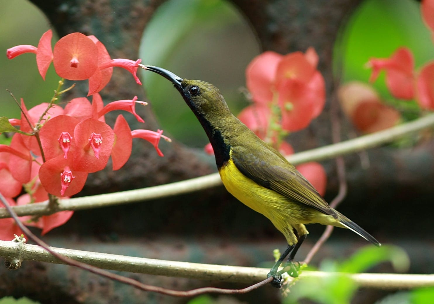 A male Olive-backed Sunbird enjoying the nectar in birder Lydia's garden. Photo by Lydia Robledo.