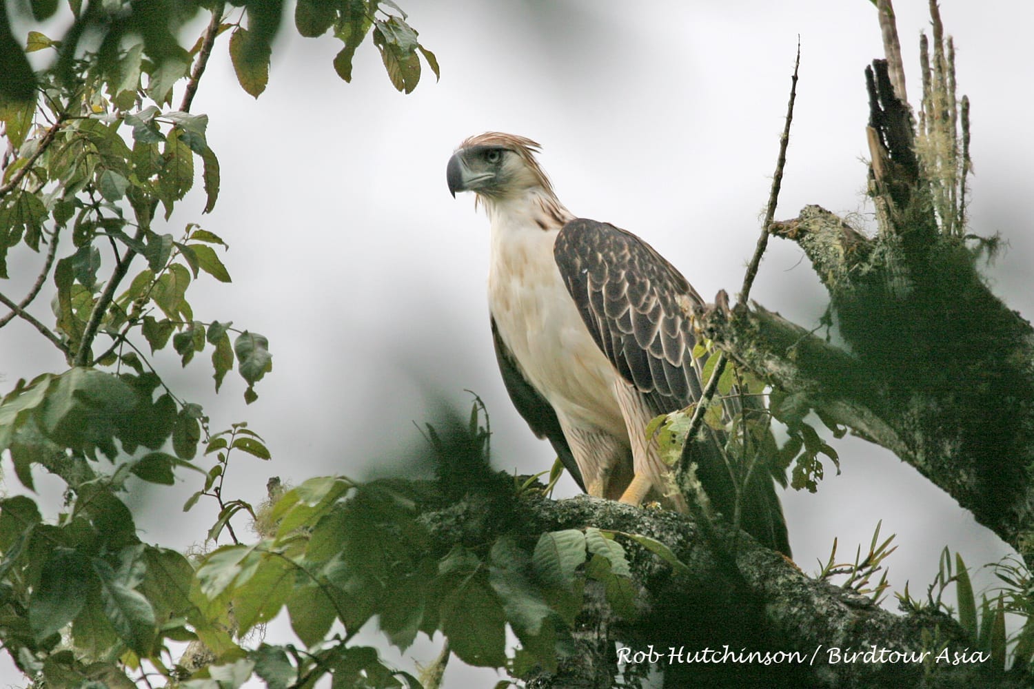 Philippine Eagle. Photo by Robert Hutchinson.