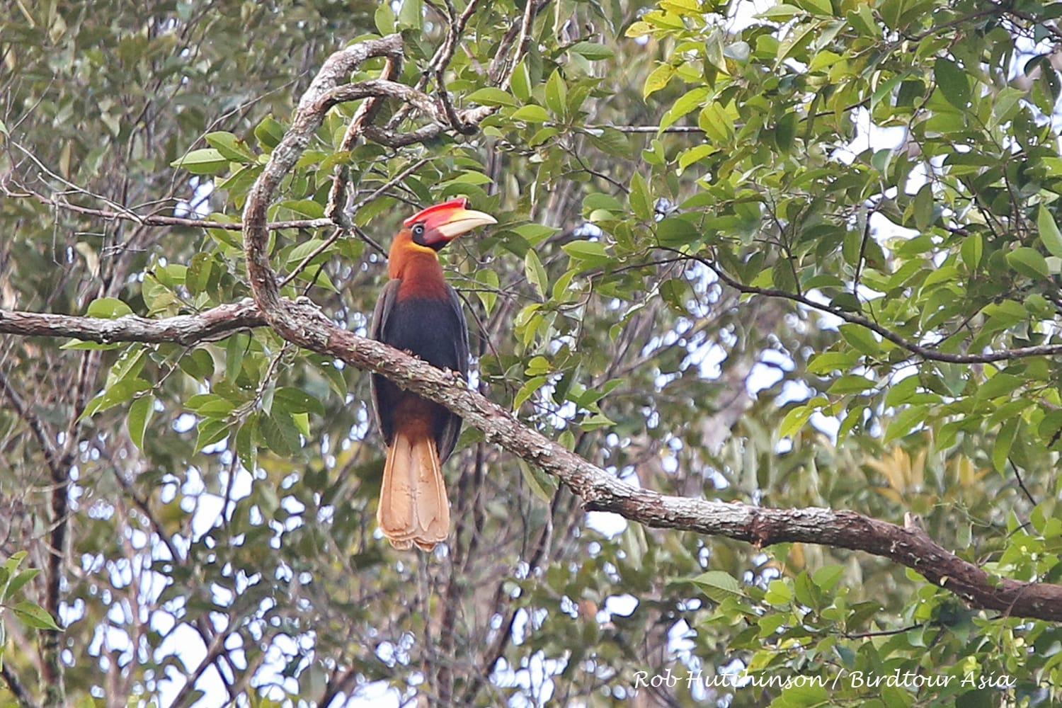 Rufous Hornbill. Photo by Rob Hutchinson.