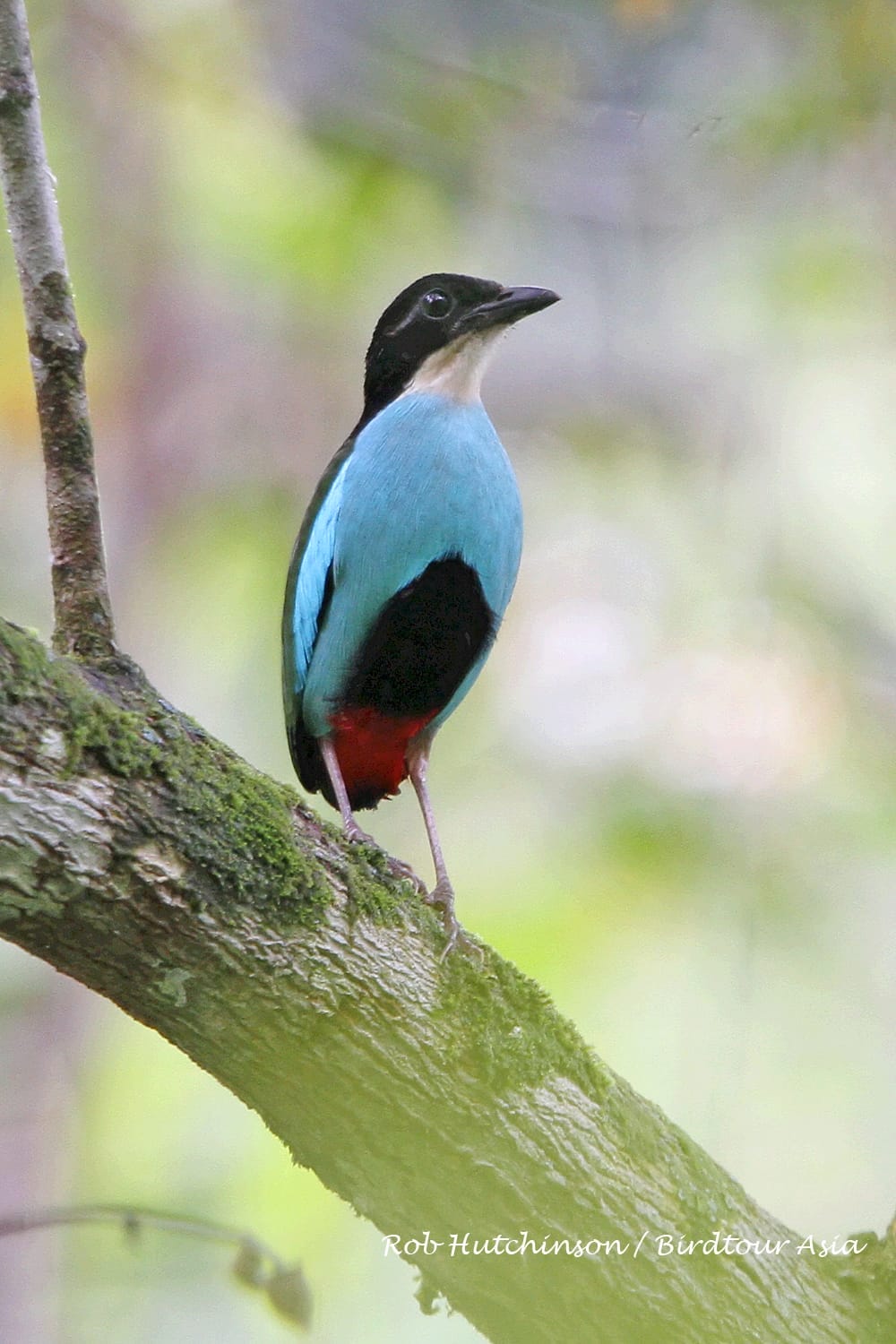 Steere's Pitta. Photo by Rob Hutchinson.