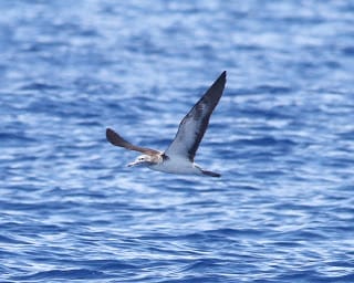 Streaked Shearwater - Photo by Paul Bourdin