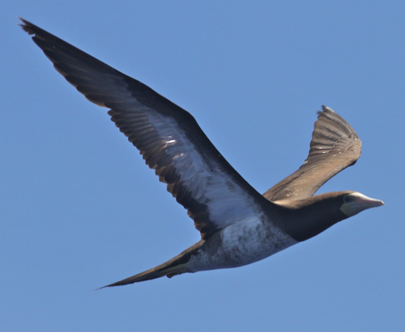 Brown Booby - Photo by Paul Bourdin