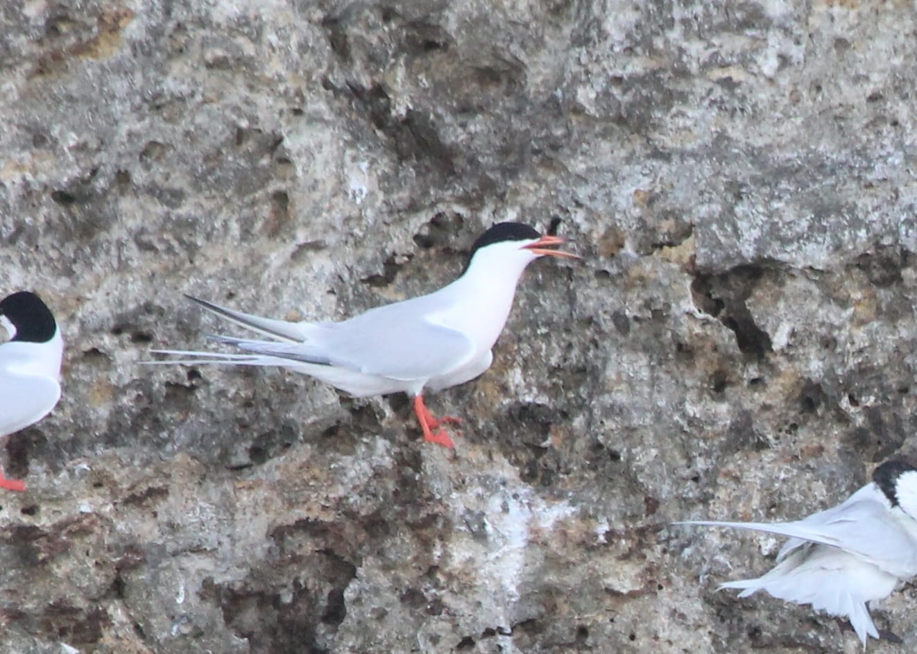 Roseate Tern - Photo by Christian Perez