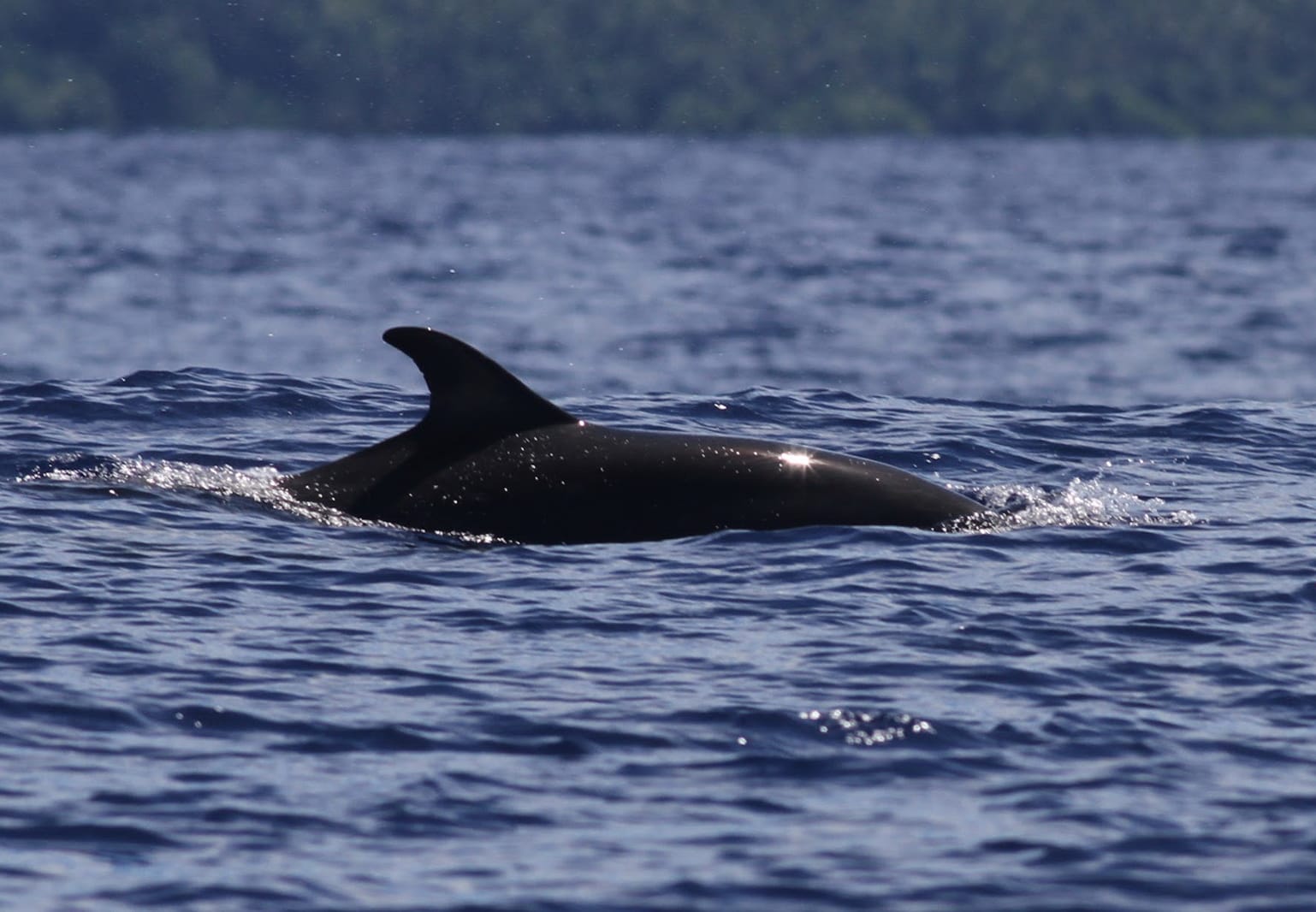 Common Bottlenose Dolphin - Photo by Paul Bourdin