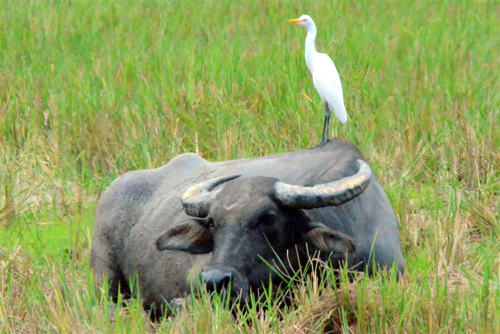 photo by Brian Ellis