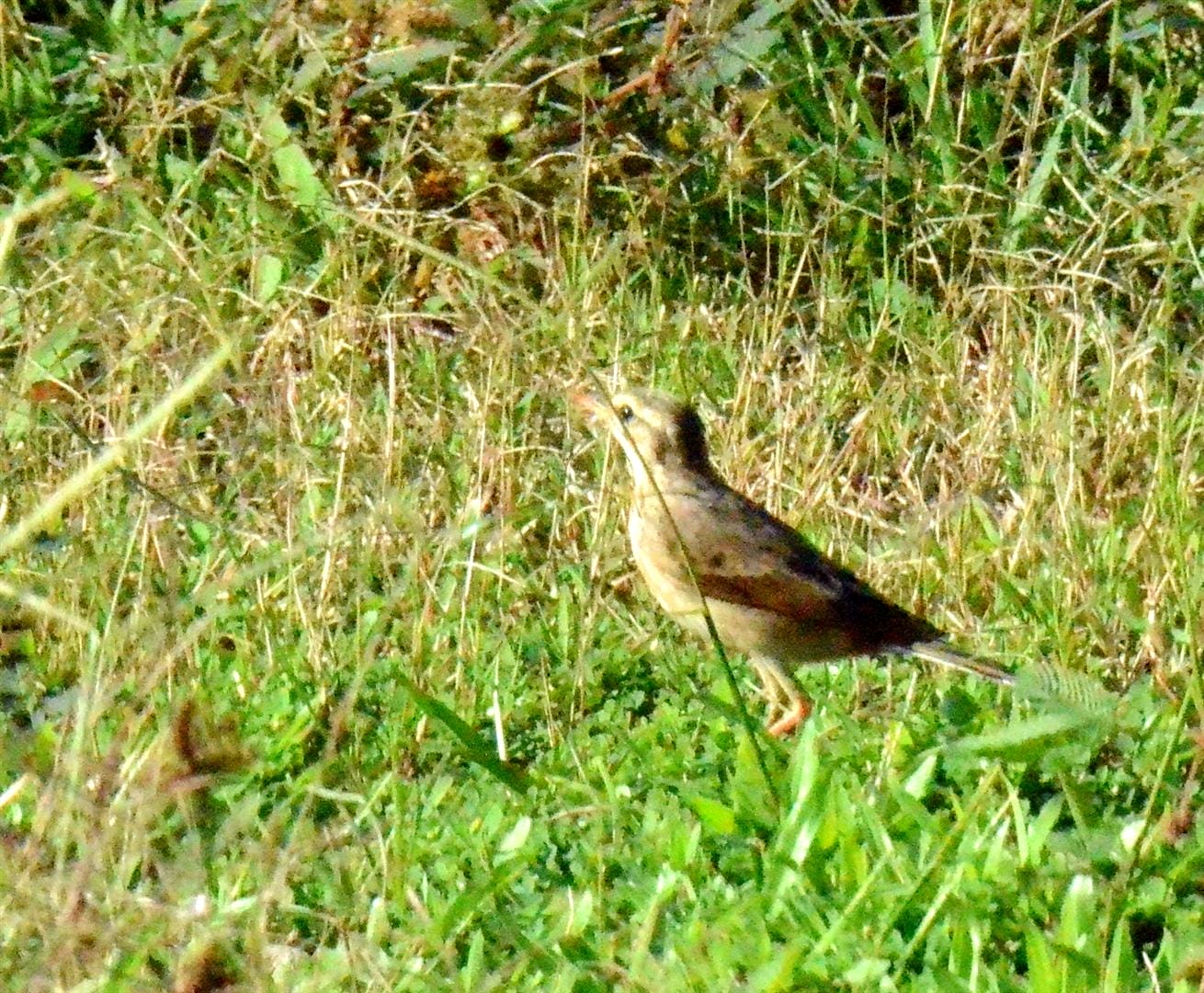 photo by Brian Ellis