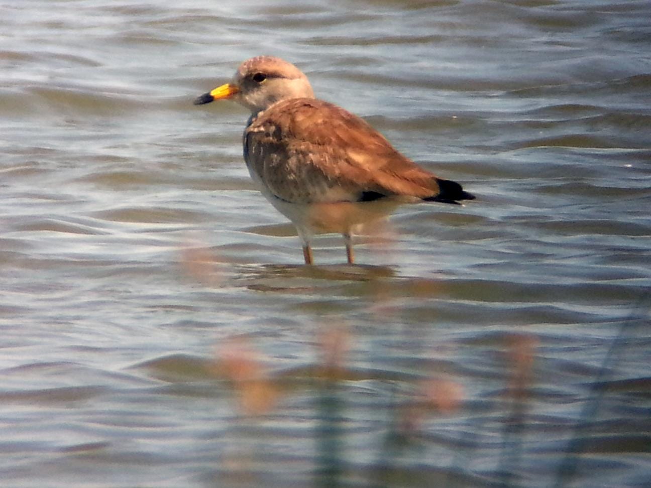 Grey-headed Lapwing in Balanga, Bataan. Photo by Jun Osano