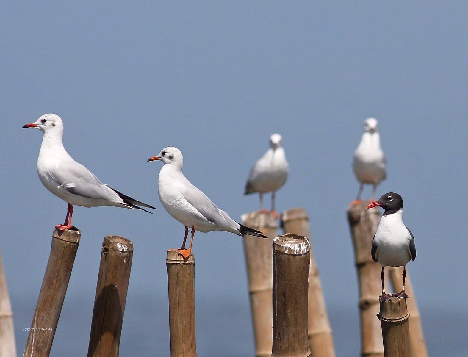 Laughing Gull (far right) among Black-headed Gulls in Balanga, Bataan.