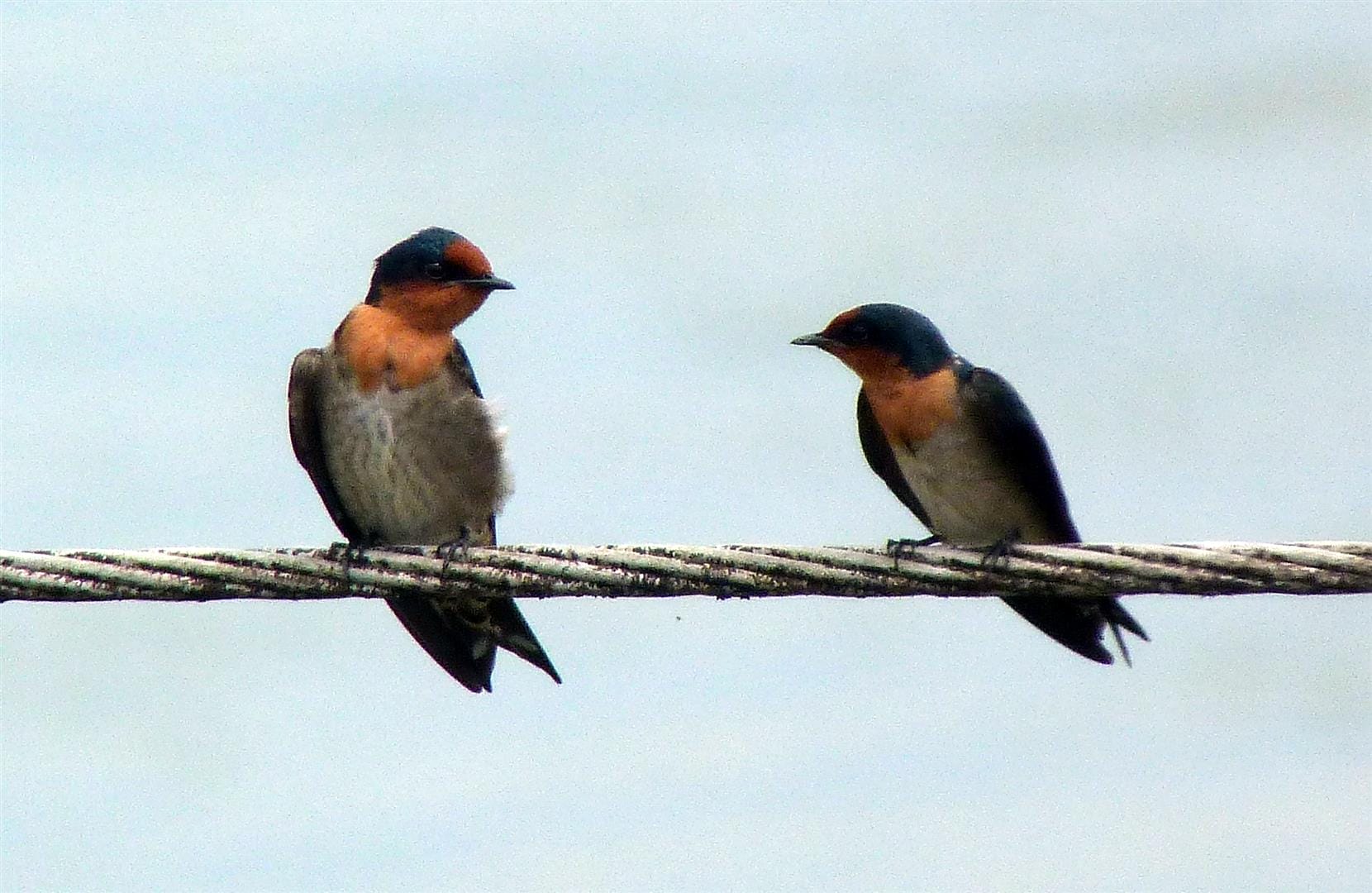 photo by Brian Ellis