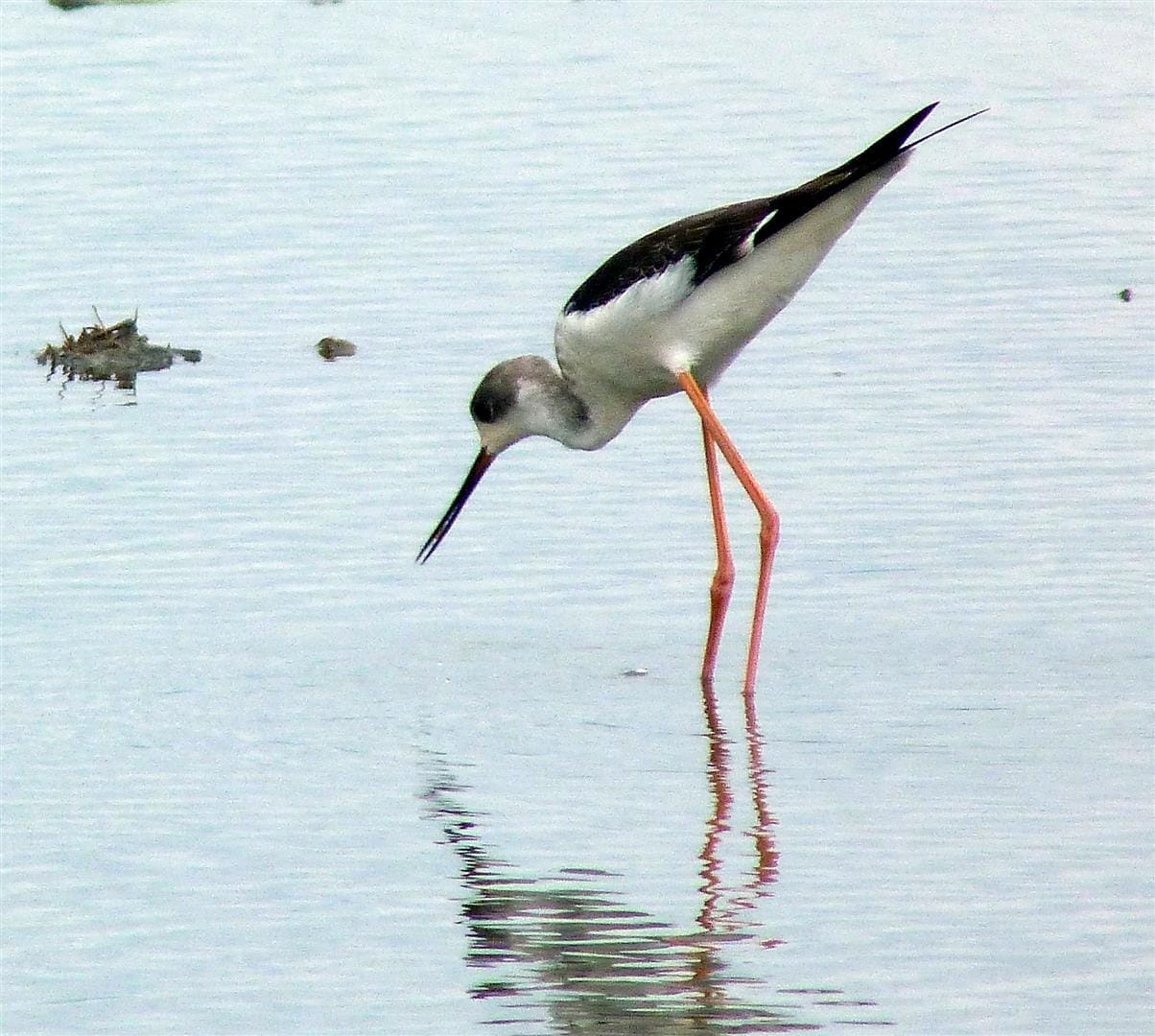 photo by Brian Ellis