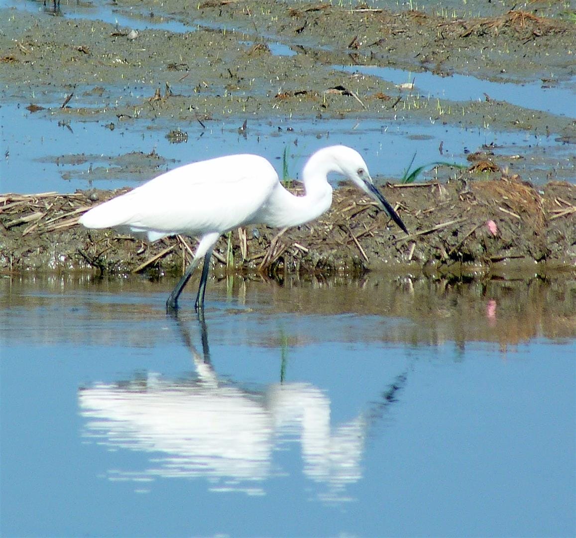 photo by Brian Ellis