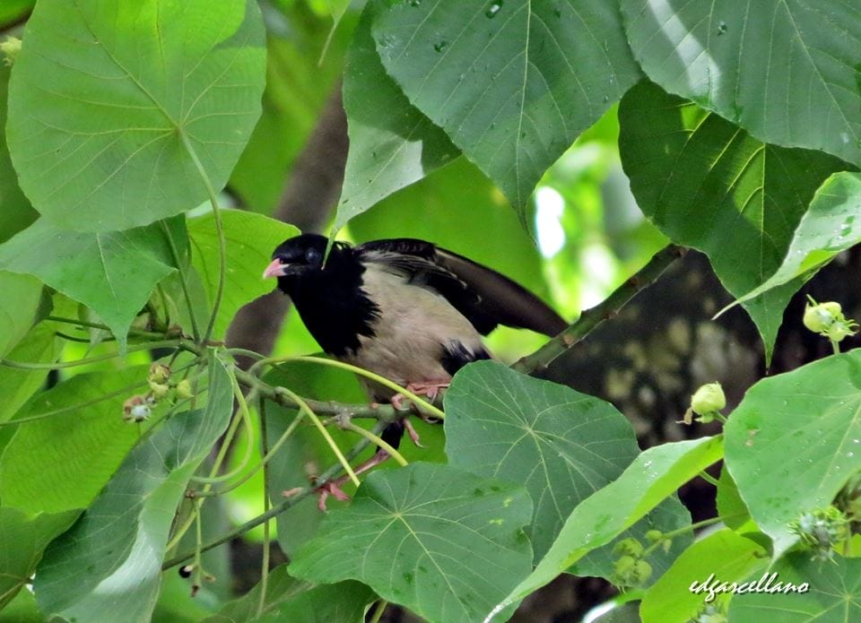 Rosy Starling in Palawan. Photo by Ed Garcellano