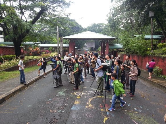 Birding in the UP Diliman campus. Photo by Anna Gonzales