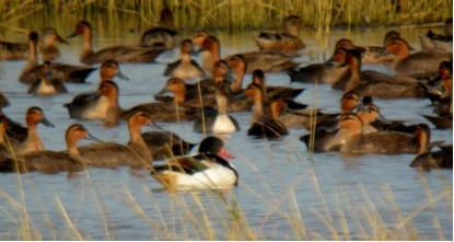 Common Shelduck. Photo by Rob Hutchinson.