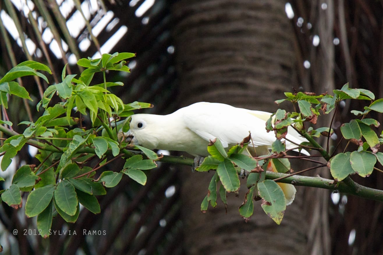 Philippine Cockatoo feeding. Photo by Sylvia Ramos.