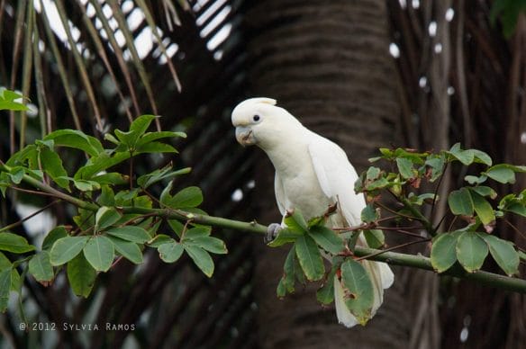 Philippine Cockatoo. Photo by Sylvia Ramos.