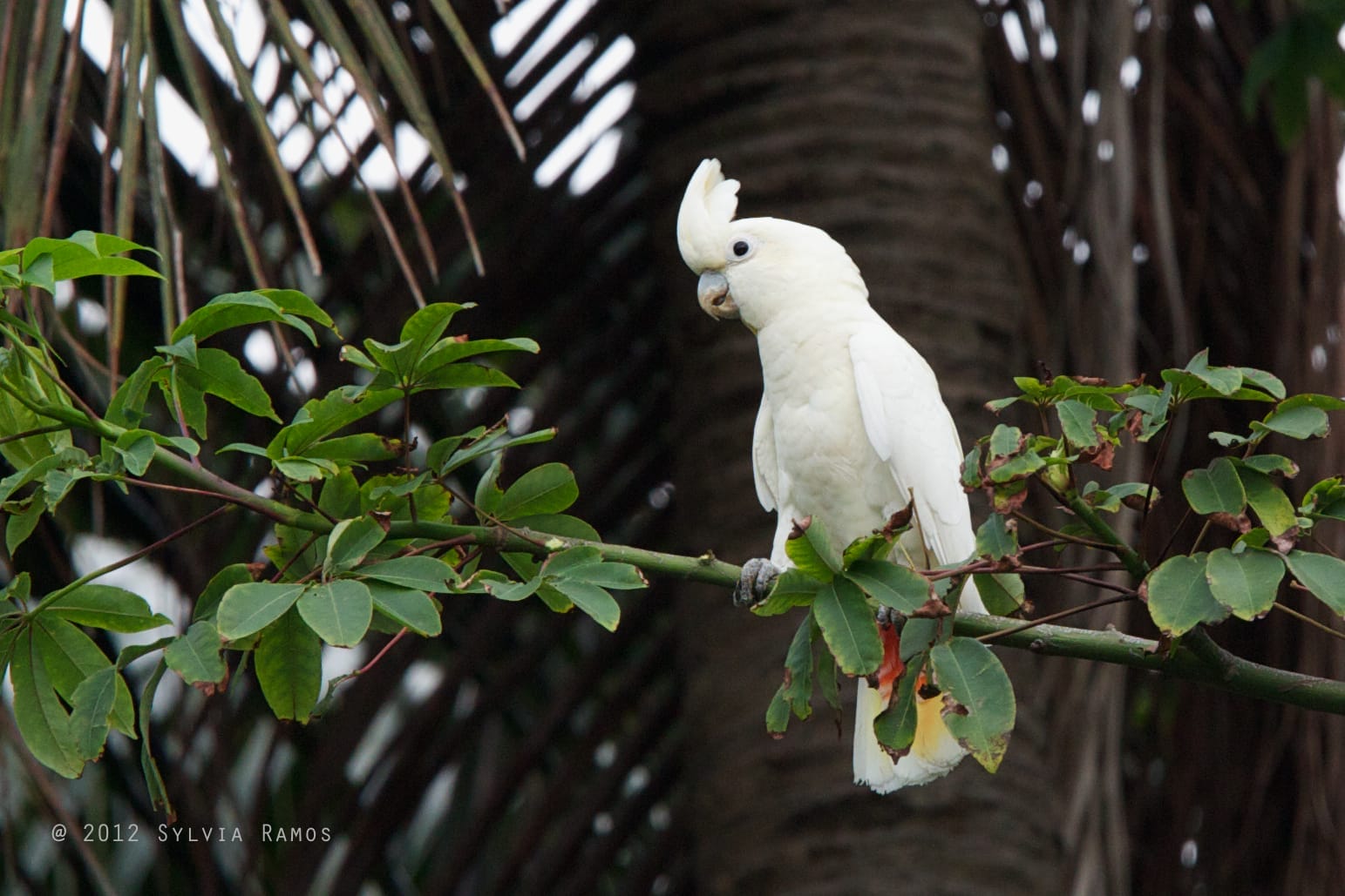 Philippine Cockatoos are sexually dimorphic. This means that male and femals have physical differences. In the Philippine Cockatoo the males have dark brown eyes and the females have blood red eyes. This is a female Philippine Cockatoo. Photo by Sylvia Ramos.