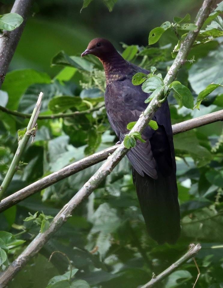 Batanes race of Philippine Cuckoo Dove. Photo by Ixi Mapua.