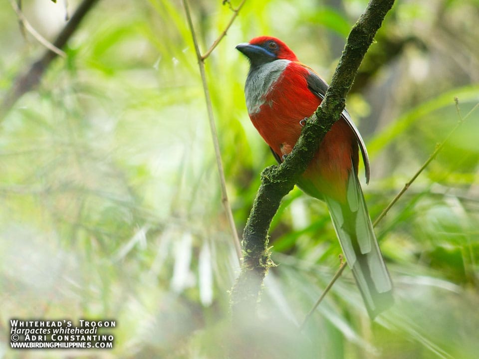 Whitehead's Trogon, one of our highlight birds.